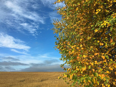 秋天金色田野上美丽的蓝天