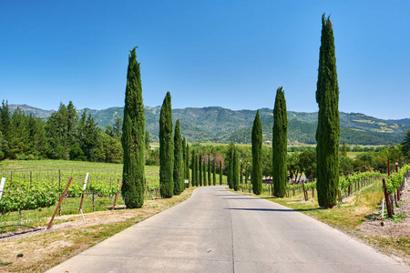 加州葡萄园美国加州葡萄园中一排一排的松树照片