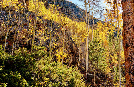 美国科罗拉多州落基山国家公园Aspen Grove秋季风景名胜区。
