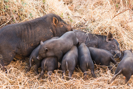 新生的野小猪吮吸母亲的乳房照片