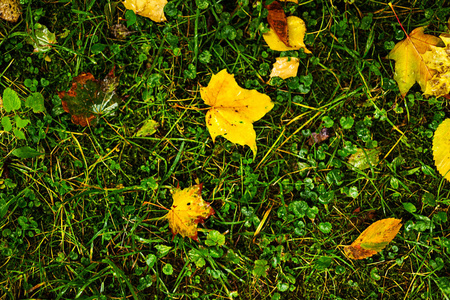 潮湿的枫叶在潮湿的地面上。 户外秋季概念。 多雨的天气。图片