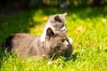 猫与婴孩小猫在草