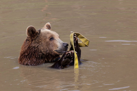 池塘棕色一只有趣的棕色熊在阳光下坐在泥泞的池塘里玩,还有一只老黄