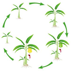 antongil 湾神奇海岸树集 x在白色背景下分离的香蕉植株的生长周期