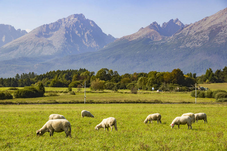 美丽的景色高塔特拉斯Vysoke Tatry山脉和羊群在绿色草地上放牧斯洛伐克