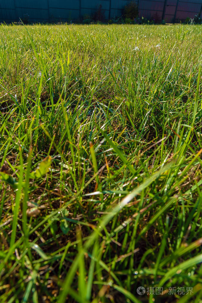 夏季花园自然景观设计和园艺中一种年轻的草坪草和栅栏的新鲜绿草