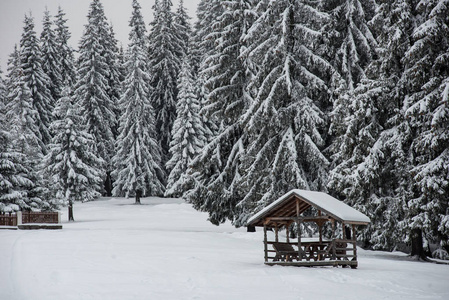冬季乡村景观，积雪覆盖树木和山丘