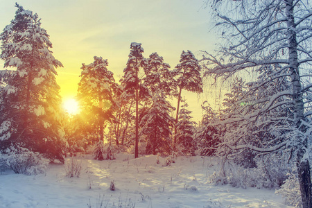 阳光明媚的冬天在雪中公园图片