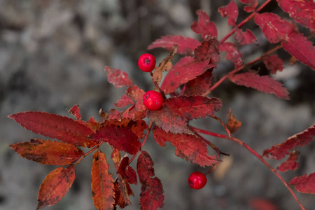 成熟的红色多汁浆果花在秋季公园, 特写照片。Ashberry