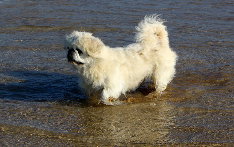 一只狗沿着地中海沿岸的海滩散步