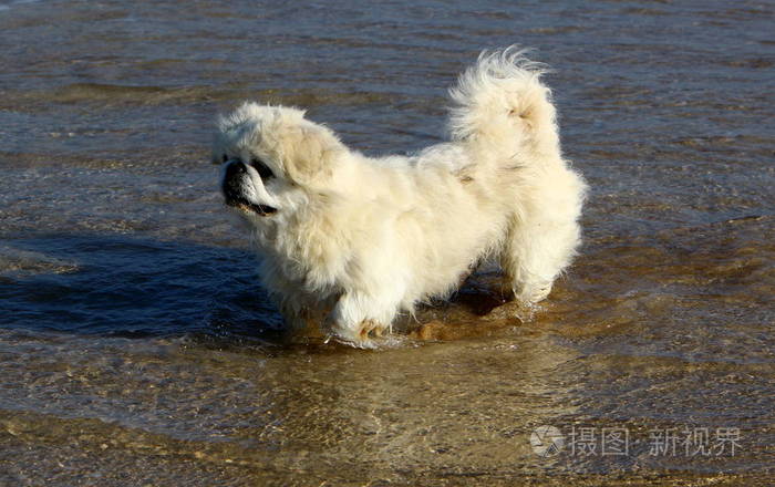 一只狗沿着地中海沿岸的海滩散步