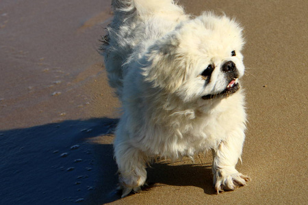一只狗沿着地中海沿岸的海滩散步