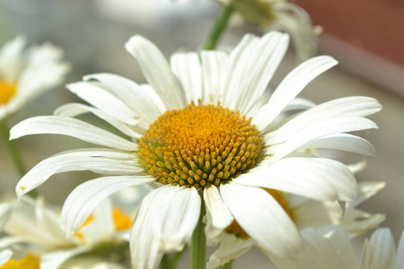 一朵白色的洋甘菊花,花束在阳光下的窗户上,用一个大平底锅照片