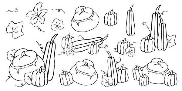 黑白卡通轮廓集南瓜与花和叶。 模板收集南瓜和葫芦收获和万圣节手绘单色隔离在白色上