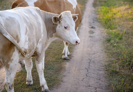 奶牛站在路上。 动物