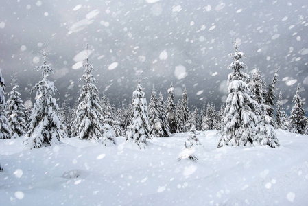 降雪时冬季森林中的雪杉树。 雪花和圣诞概念