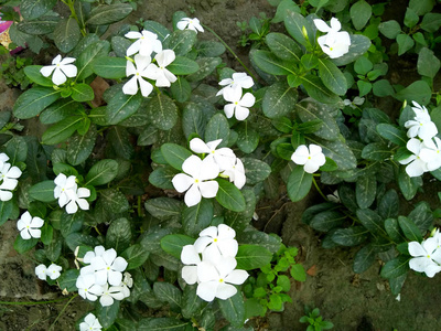 花园里的白花