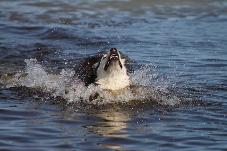 灰狗滋生西伯利亚哈士奇在水中飞溅，四处飞溅