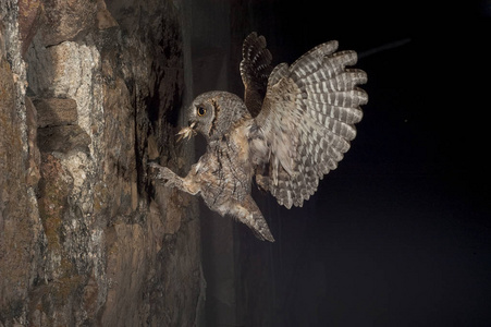 头昆虫欧亚小猫头鹰,小猫头鹰,飞行和狩猎,喙里有一只昆虫蚱蜢,夜景