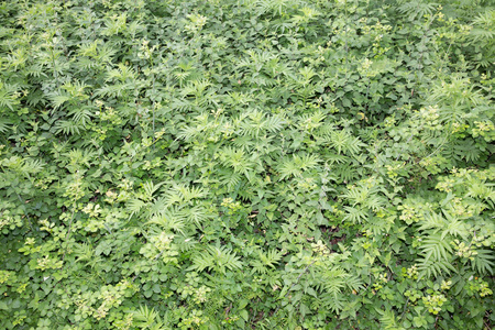 由河流边缘多种野生植物组成的绿色背景