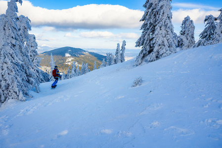 滑雪者骑在山上，在晴朗的傍晚，在蓝天的背景下，雪覆盖着杉树。在冬天的群山中自由冬季运动的神奇时刻。后景。