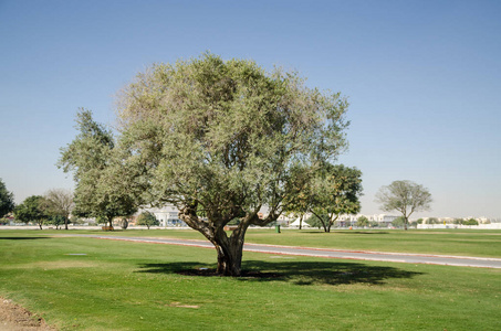 阿斯皮公园多哈卡塔尔中东的树木。
