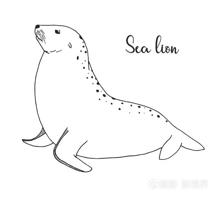 手绘海狮. 素描样式的矢量插图插画-正版商用图片136ls8-摄图新视界