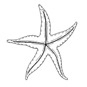 海星素描教学图片