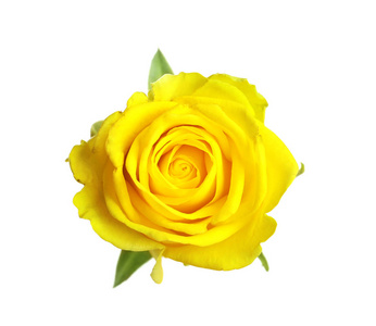 白色背景下美丽盛开的黄玫瑰图片