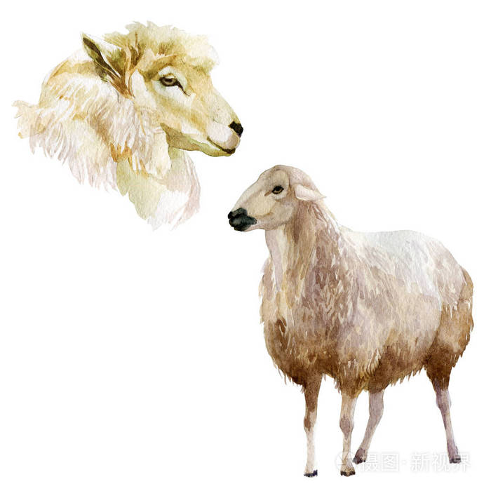 水彩插图套装农场动物羊头