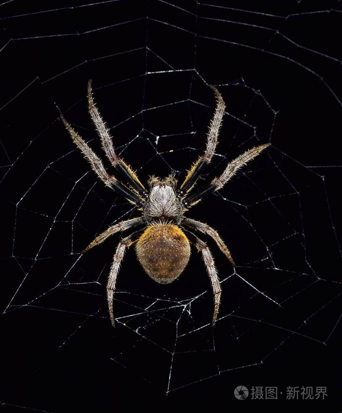 一只大型的蜘蛛蜘蛛躺在网里等待不幸的受害者被纠缠并最终被吞噬晚上