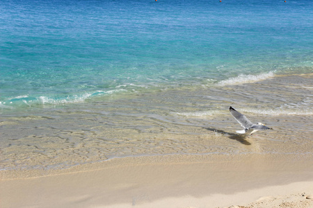 加勒比海绿松石水和白沙。 飞翔的海鸥。