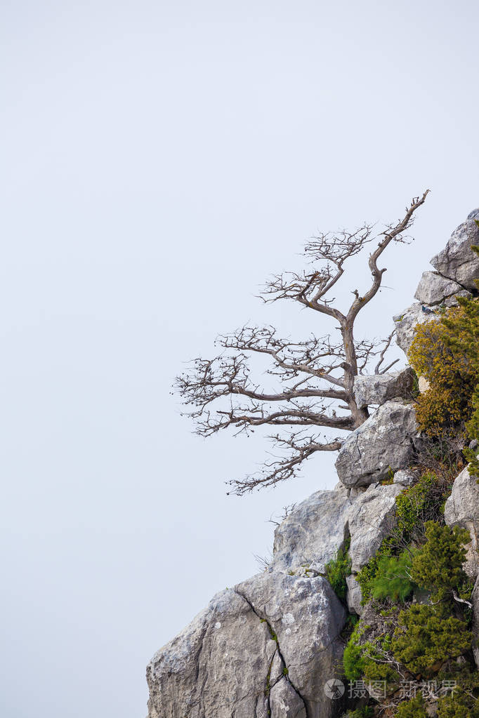 塞浦路斯北部多岩山上令人惊叹的树木