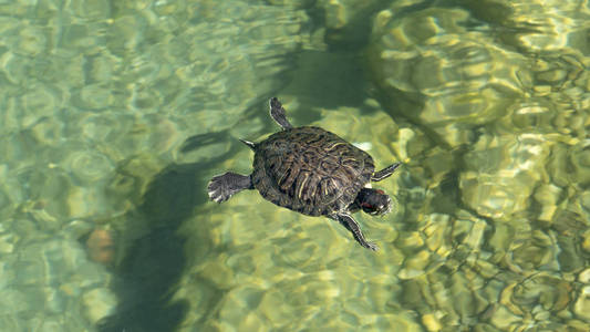海龟漂浮在水中。