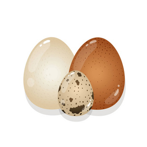 鹌鹑蛋图卡通图片