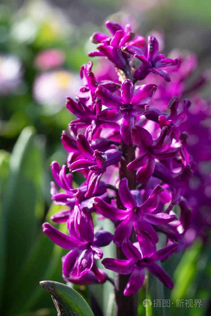 春天盛开的风信子花的软焦点图像紫色风信子开花