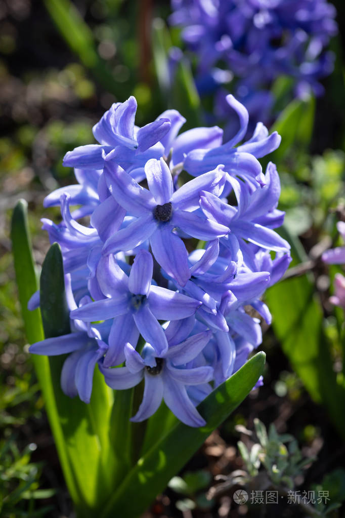 春天盛开的风信子花的软焦点图像蓝色风信子开花
