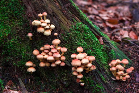近距离观看从树底生长的许多橙色蘑菇。