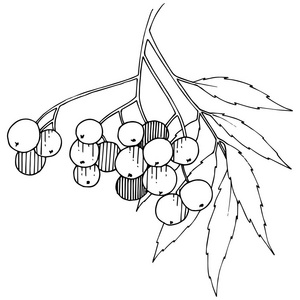 矢量秋季黑色山梨植物。 浆果植物植物园花叶。 孤立的插图元素。 孤立的插图元素。 背景纹理框架或边框的矢量植物。