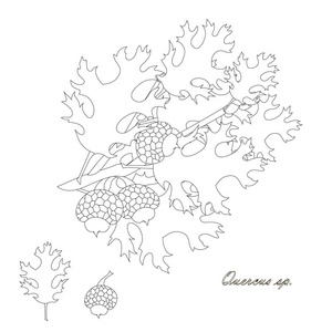 橡树枝与叶子和果实橡子草图设计元素单色股票矢量插图为网页打印