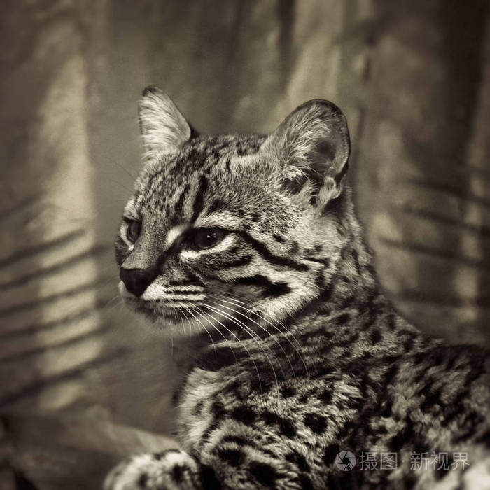 海皮亚丛林中的地球猫照片 正版商用图片136sju 摄图新视界