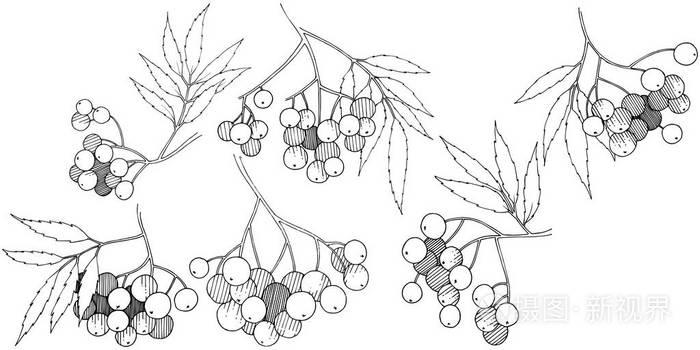 矢量秋季黑色山梨植物。 浆果植物植物园花叶。 孤立的插图元素。 孤立的插图元素。 背景纹理框架或边框的矢量植物。