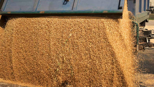 农业粮仓中的玉米籽粒浇筑