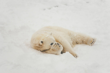 躺在雪地里睡觉的白北极熊