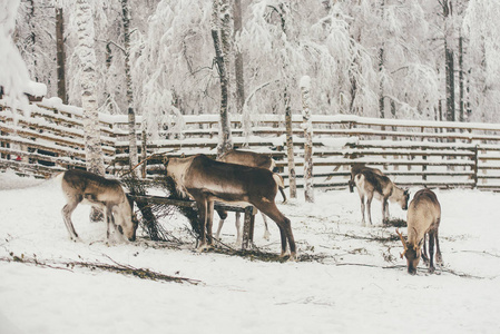 驯鹿冬季雪林在芬兰萨米农场罗瓦涅米芬兰拉普兰在圣诞节。 在北极极。