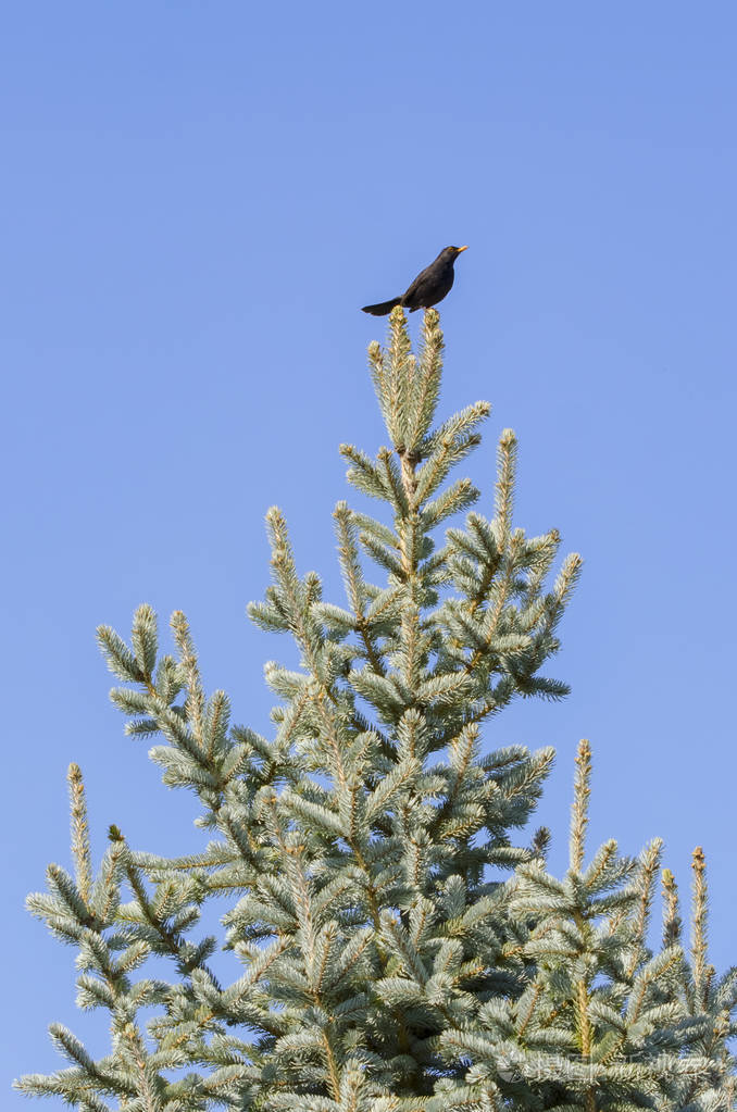 树顶上的画眉鸟
