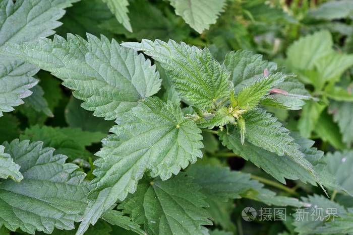 野地中的荨麻植物表现在野生环境中