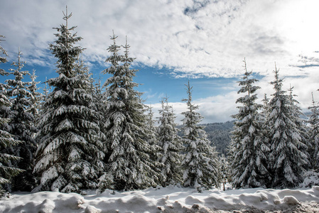 冬季景观有雪覆盖的松树和杉树。 圣诞节概念