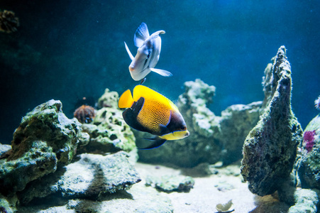 在珊瑚的背景下,海洋中游动着雄伟的天使鱼照片