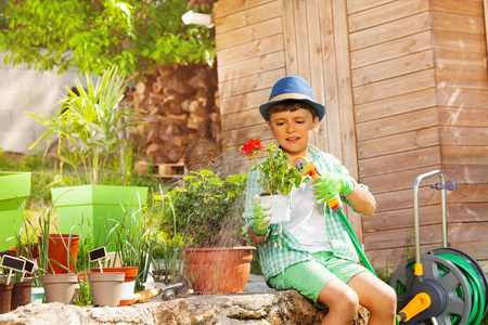 小男孩在花园里用手洒水浇红天竺葵